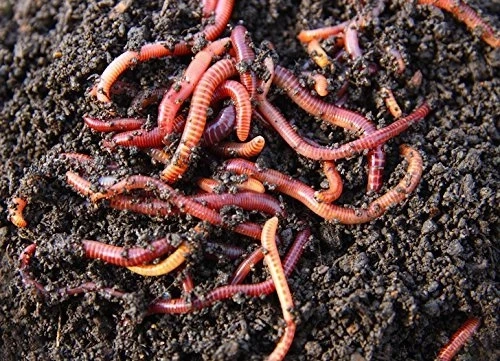 Top 7 Best Worm Composters of 2025: Eco-Friendly & Efficient Picks