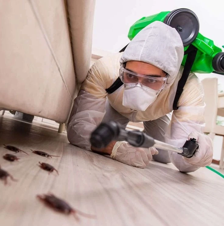 Protection With Pest Control Georgina For Safe Homes