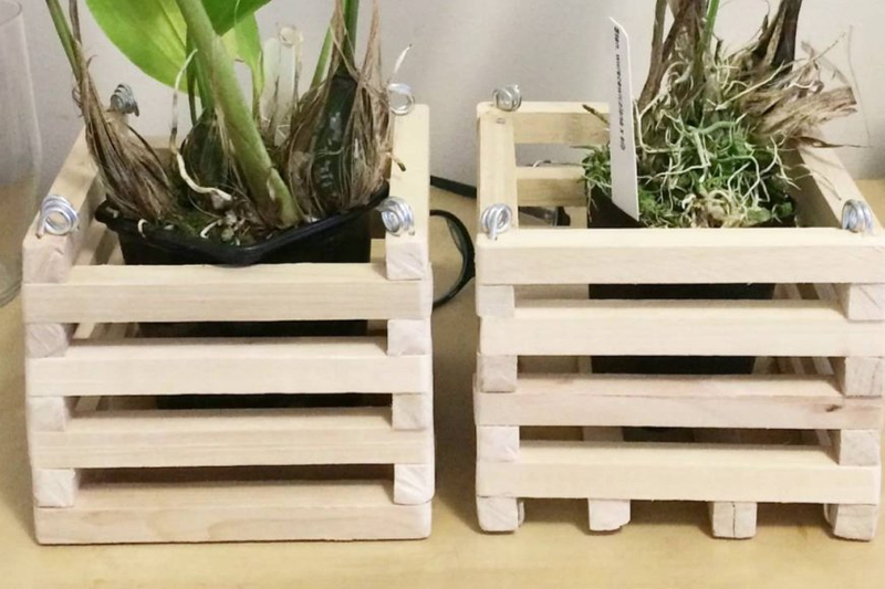 Discovering the Beauty of Orchid Baskets