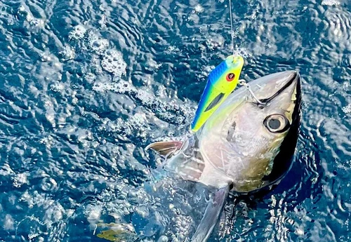Why are Mahi lures the secret to exciting ocean fishing?