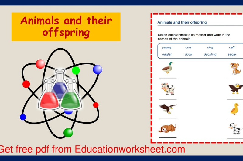 Worksheets for Exploring Different Kinds of Animals