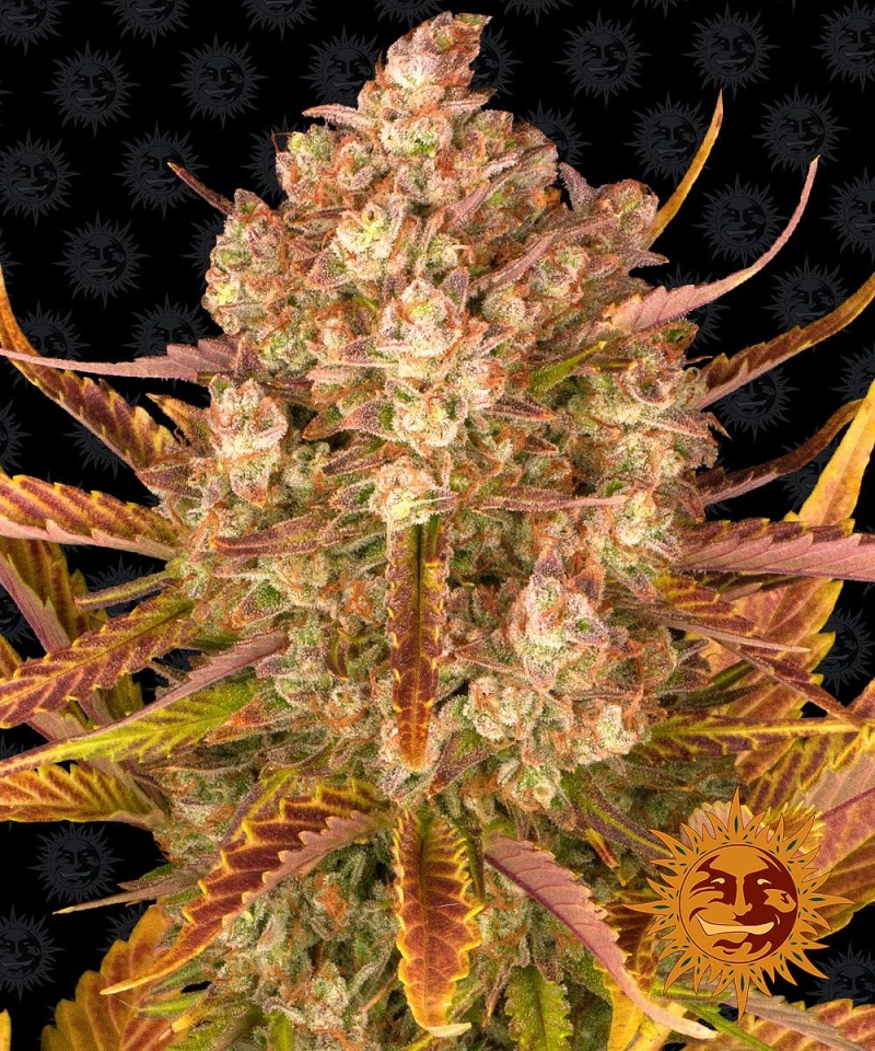 The Science Behind Autoflowering Seeds