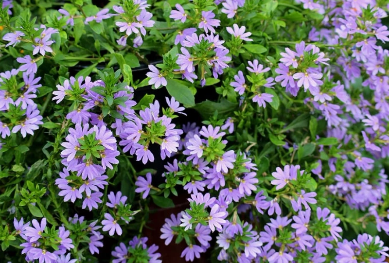 Discover the Beauty of Native Irish Flowers