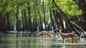 SUNDARBAN TOUR 2 NIGHTS 3 DAYS