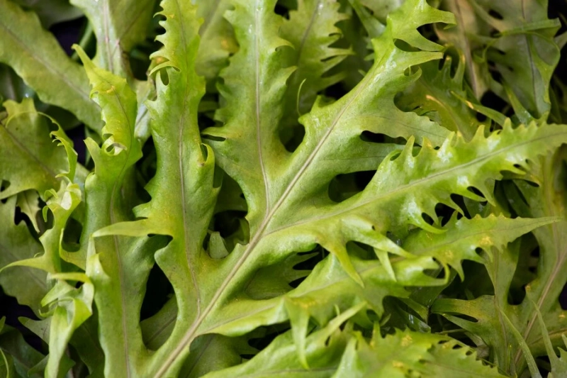 How to Grow Arugula From Seeds