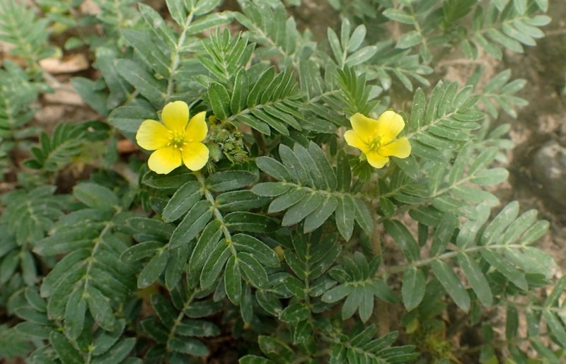 Health Supplement : Does Tribulus Terrestris really work? - (Gokshura Tribulus)