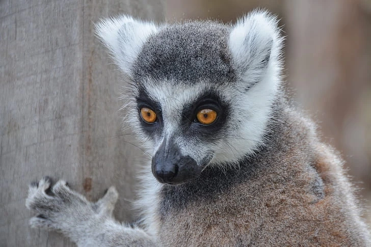 Will Finger Monkeys Make Great Pets?