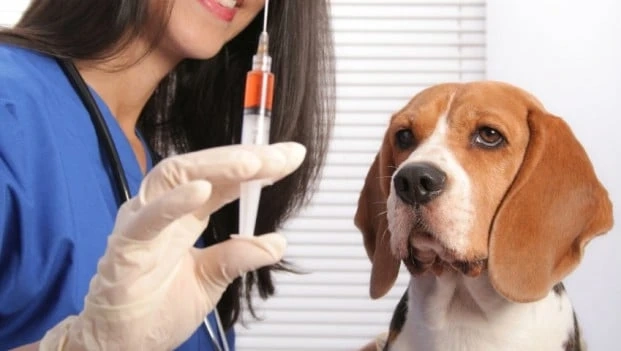 Veterinary Vaccines Market Accrues Phenomenally by 2028 with a Staggering CAGR
