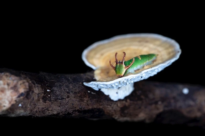 Pest Inspections in Sydney: Why They’re Important and How to Choose a Qualified Firm