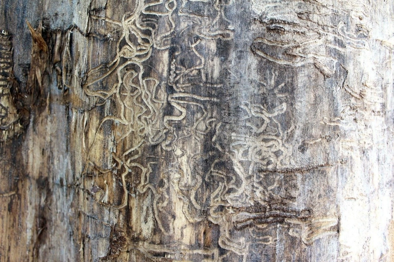 Which Conditions Are Conducive To Pest Infestations?