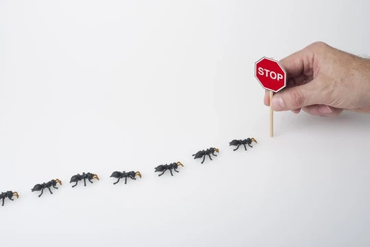 Tiny Invaders Big Headaches How to Finally Win the Battle Against Ants