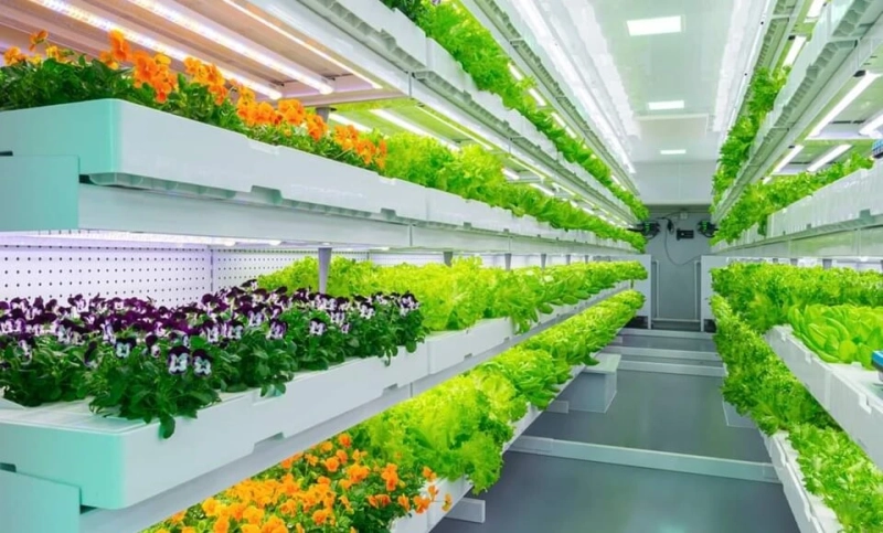 Indoor Farming Market Analysis, Forecast, Opportunity, Share, Growth & Size