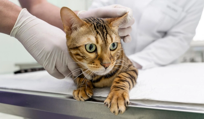 Experiencing Worry-Free Pet Boarding in Jacksonville?