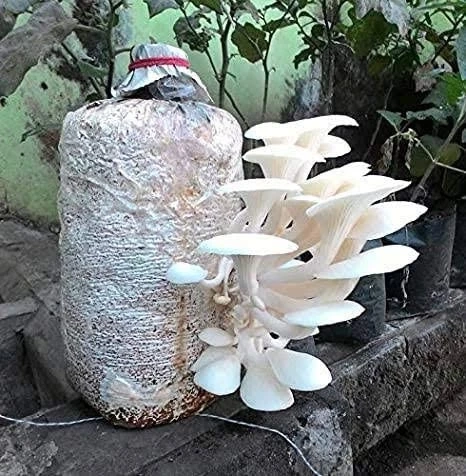 Discover the Secret to Growing Delicious Mushrooms at Home in Kerala