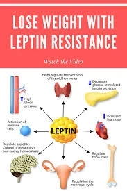 What does leptin do for the body?