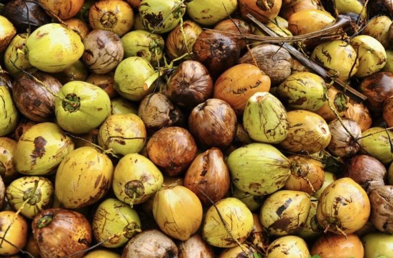 Elevating the Essence of Tender Coconuts in Bangalore