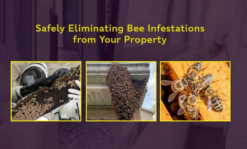 Safely Eliminating Bee Infestations from Your Property