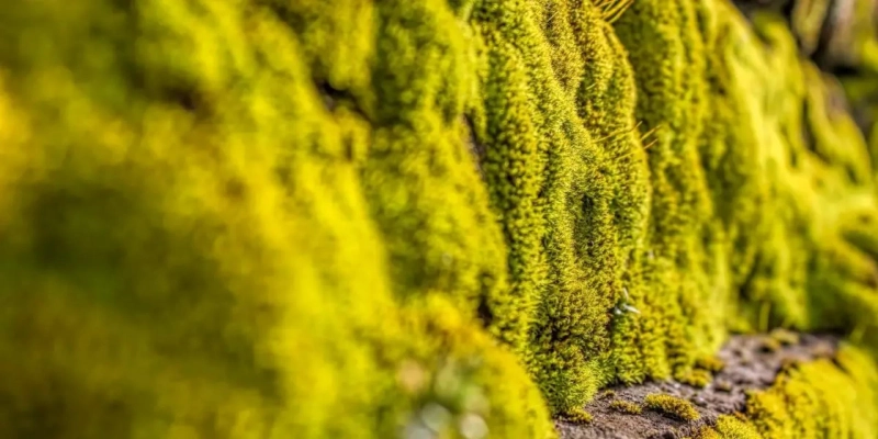 DIY Living Moss Wall: A Simple Guide