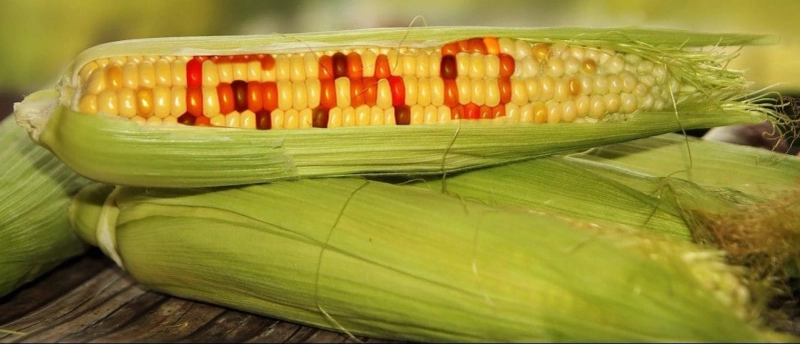 Genetically Modified Crops Market Share, Size, Revenue and Business Outlook