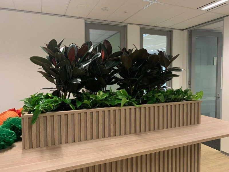What Are The Benefits Of Indoor Plant Hire Melbourne?