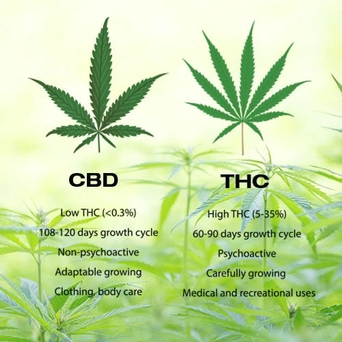 What Is The Difference Between THC And CBD?