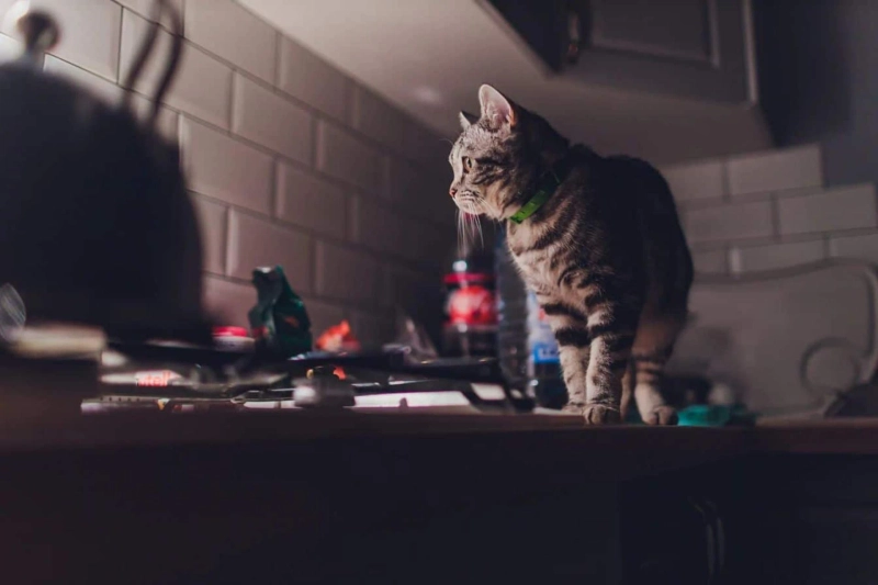 Cat Sleep Habits: Why Do Cats Meow When They're Tired?