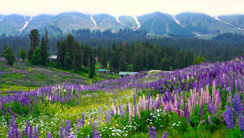 Explore Heavenly Kashmir Tour From Kolkata With MyTripNavigator