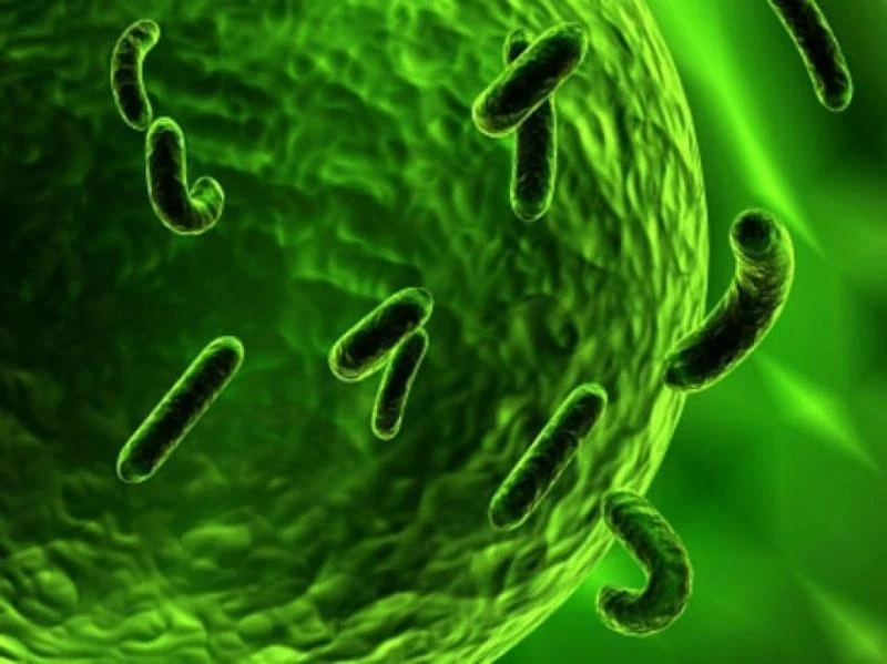 Global Bacterial Biopesticides Market Research Report: Cagr Status, Industry Growth, Trends, Analysi