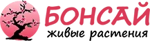 дерево бонсай купить в москве недорого