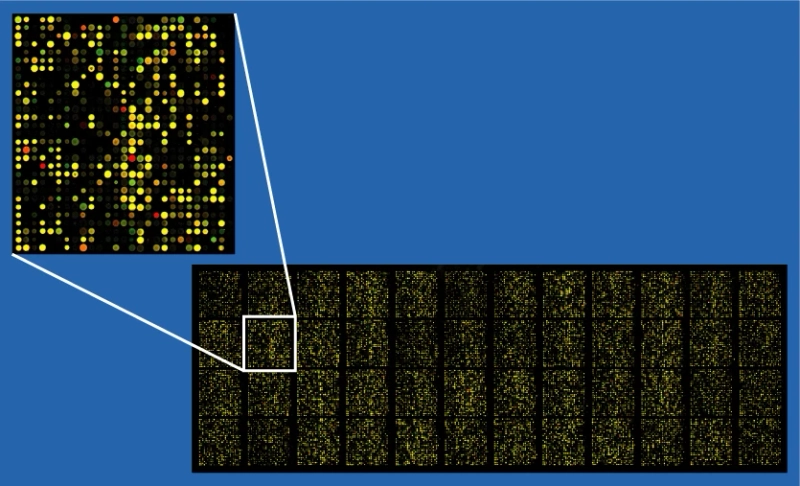 Early Diagnosis of Ailments through Microarray Analysis