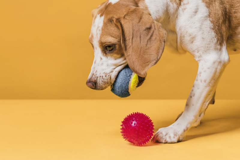 Important 10 Dog Training Equipment in 2024