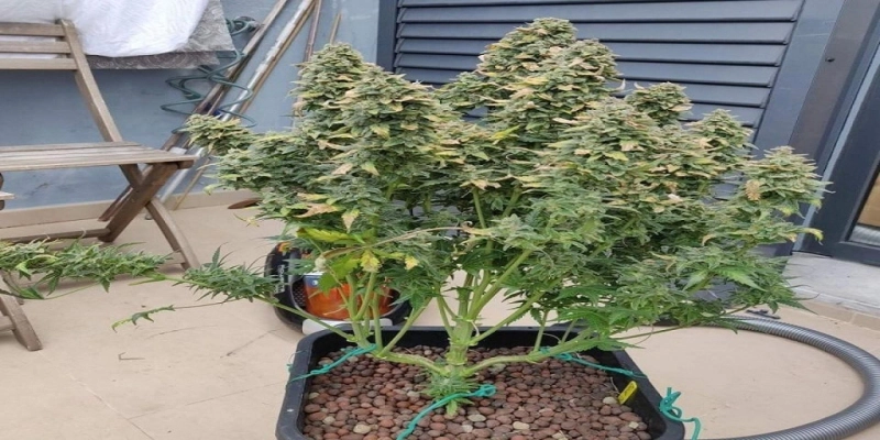 Why Beginners Should Try the Sour Diesel Strain