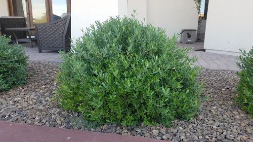 Why the Olive Tree is a Long-Standing Cultural Symbol