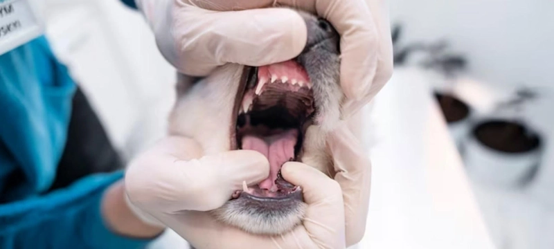 A Day in the Life of Vets in Jacksonville, FL
