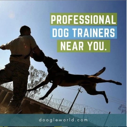Looking For Puppy Training