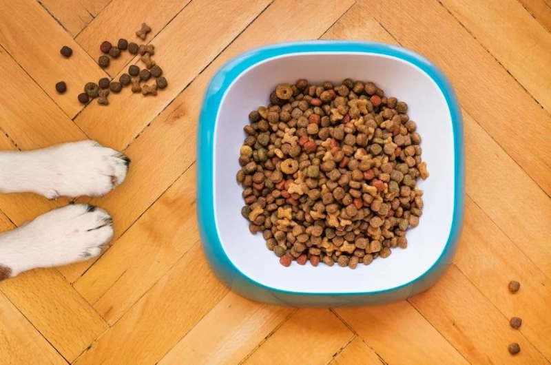 Making Good Food Choices For Senior Dogs