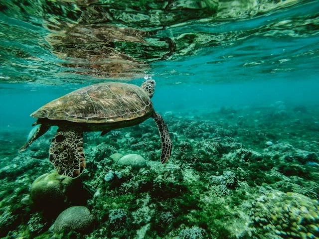Marine Conservation: How Divers Can Help Protect the Ocean