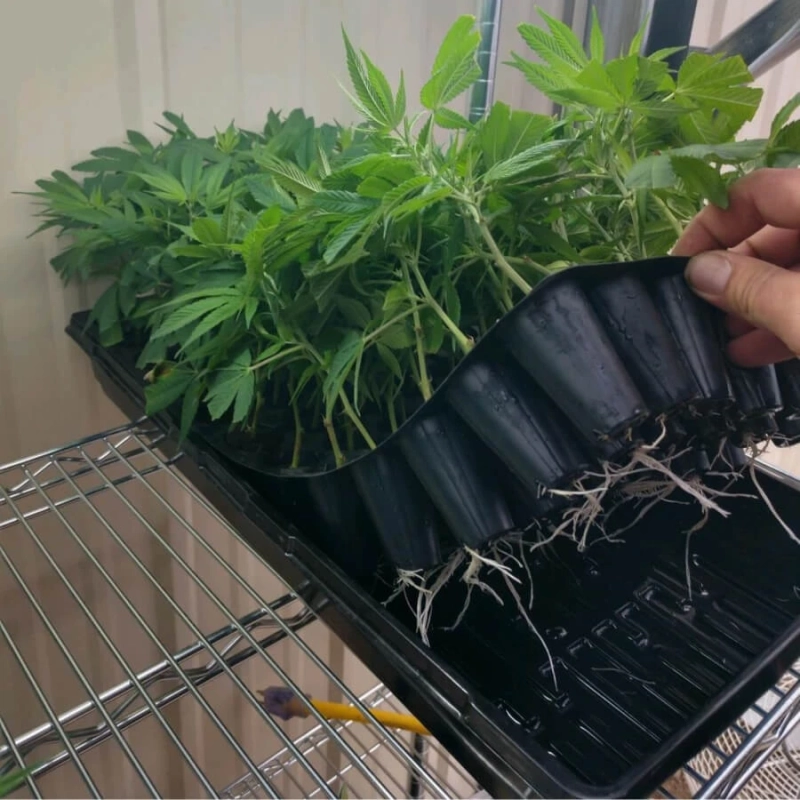 Trop Cookie X Animal Cookies Clones Los Angeles,San Diego