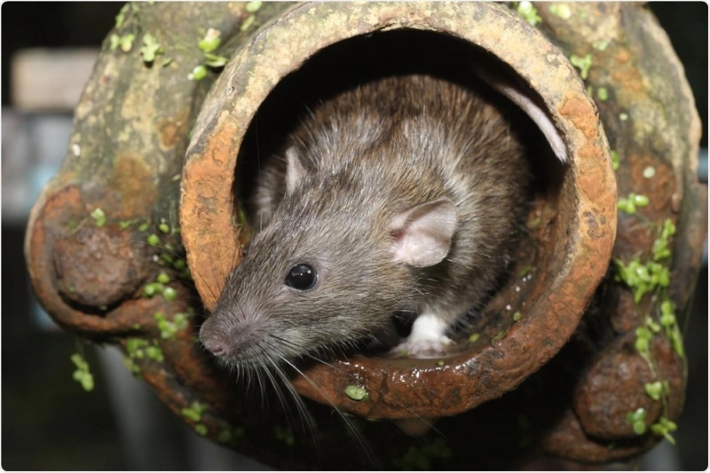 DO YOU ALSO NEED PEST CARE SERVICES AT YOUR DOOR STEP?