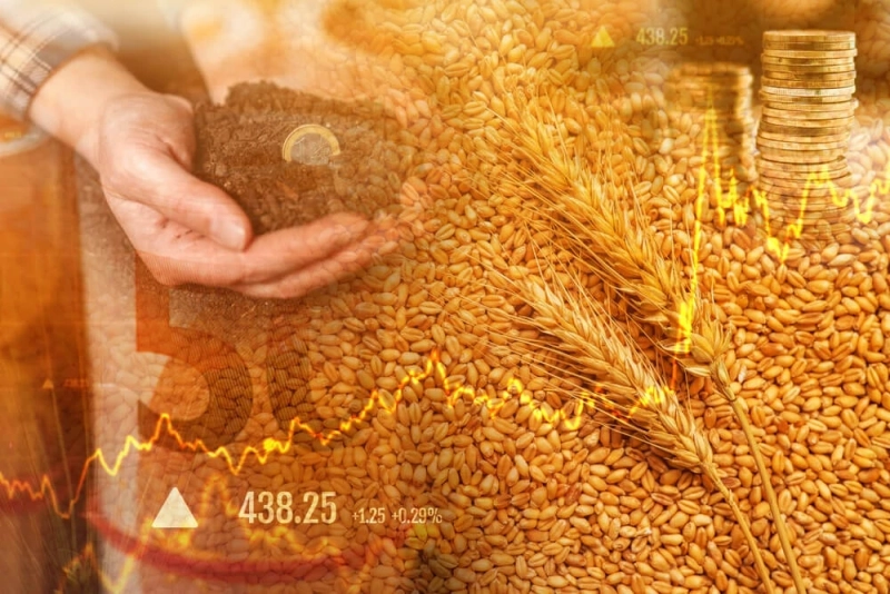 Commodity Market: Insights into Wheat Prices