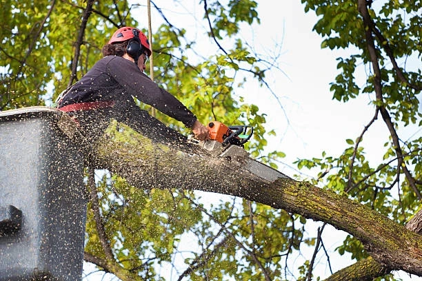 5 Signs You Need a Tree Cutting Service for Your Yard