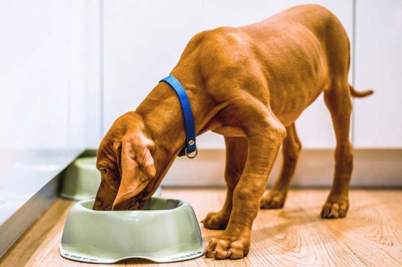 Revolutionizing Pet Care: The Ultimate Guide to Dog Food Online Delivery Services and Why The Pet Pantry is Your Best Choice