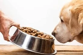 The Pinnacle of Canine Nutrition: Exploring the Benefits of HD Dog Food