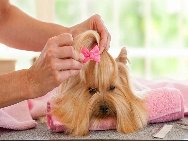 Unleash Your Dog's Style at Our Grooming and Boutique in North Carolina