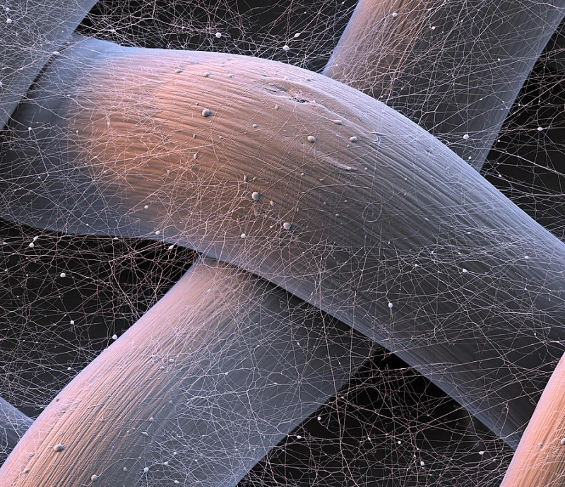A study of the global Synthetic Spider Silk Market: trends, market size, growth, opportunity, as well as forecasts for 2025