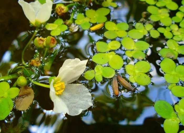 Duckweed Flower Symbolism and Meaning in Love, Death & Bible