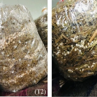 Boost Your Immunity Naturally with a Vitamin D-Enriched Health Drink & Mushrooms from Kerala