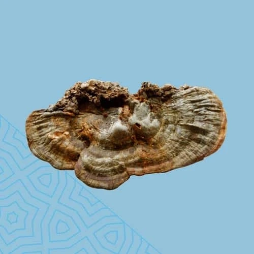 If Mushroom Supplements Is So Bad, Why Don't Statistics Show It?