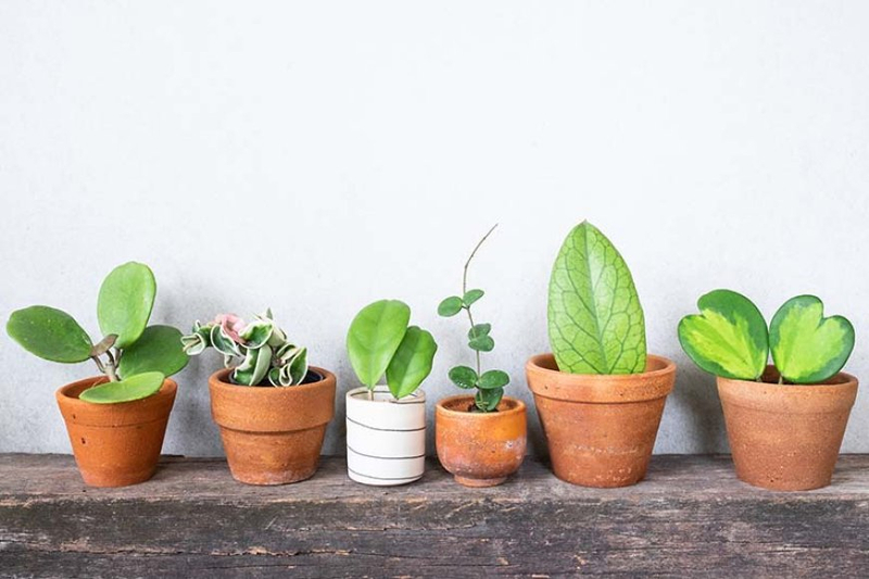 Choosing Perfect Hoya Pots and Supplies from Green Barn Orchid Supplies