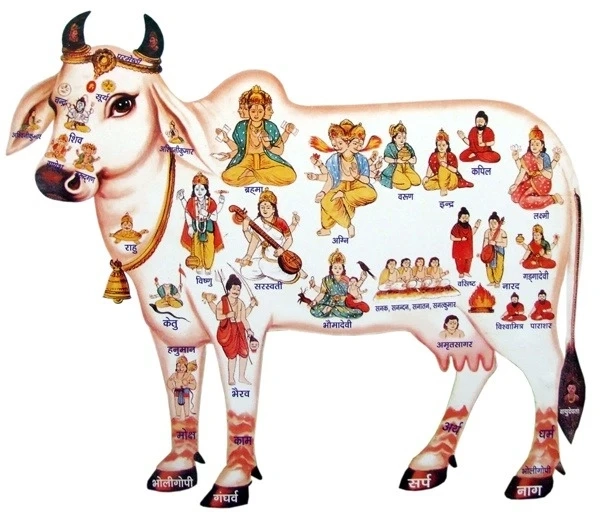 Why the Cow Holds a Sacred Place in Hinduism – A Symbol of Divine Motherhood